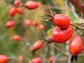 Propiedades del escaramujo o rosal silvestre